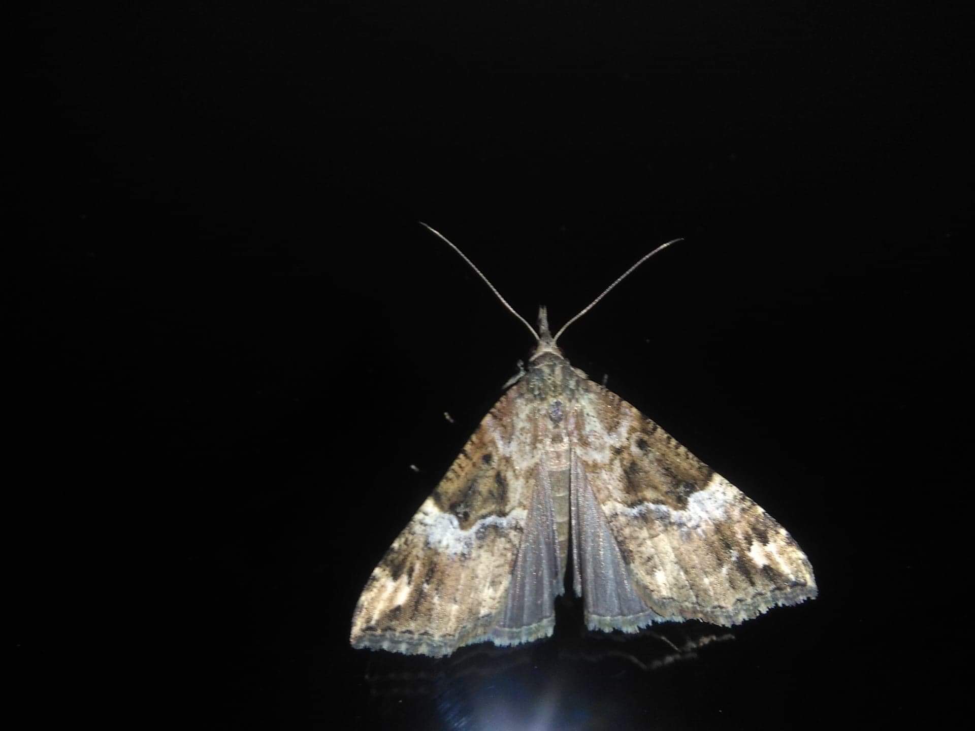 Hypena obsitalis (Erebidae)